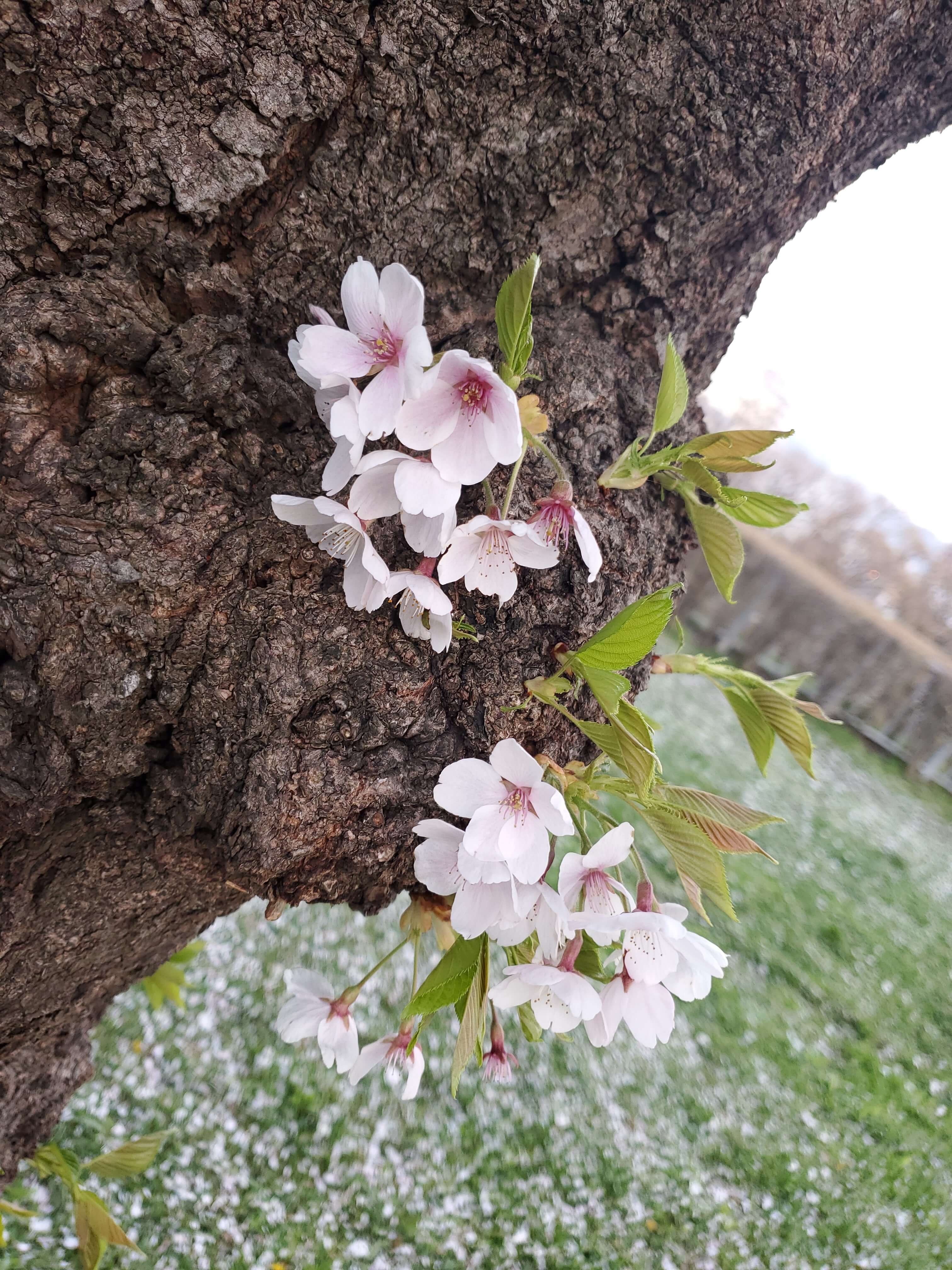 🌸城跡公園🌸