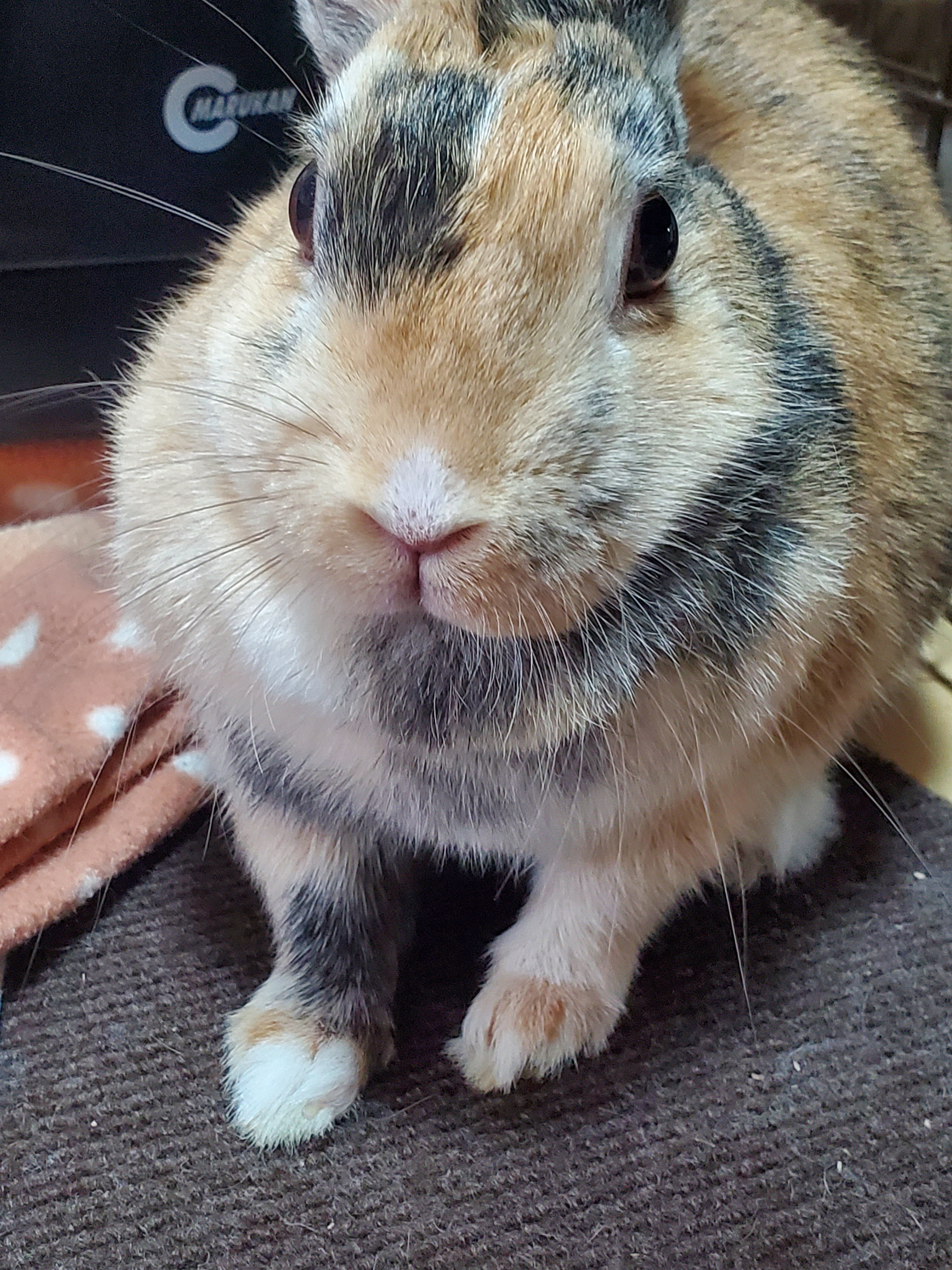 猫と犬みたいなウサギ🐇