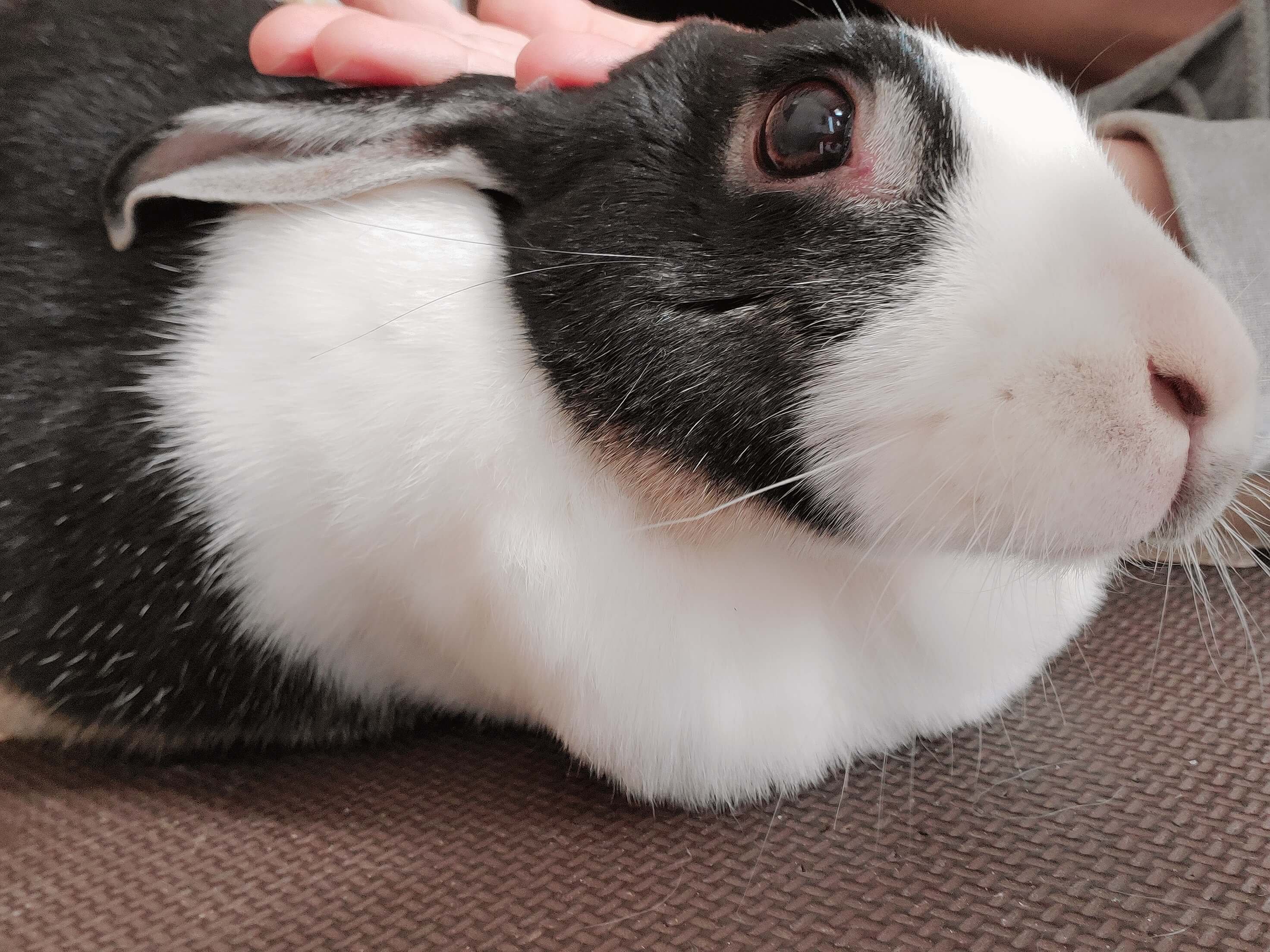 久々のウサギ投稿な気がします🐇