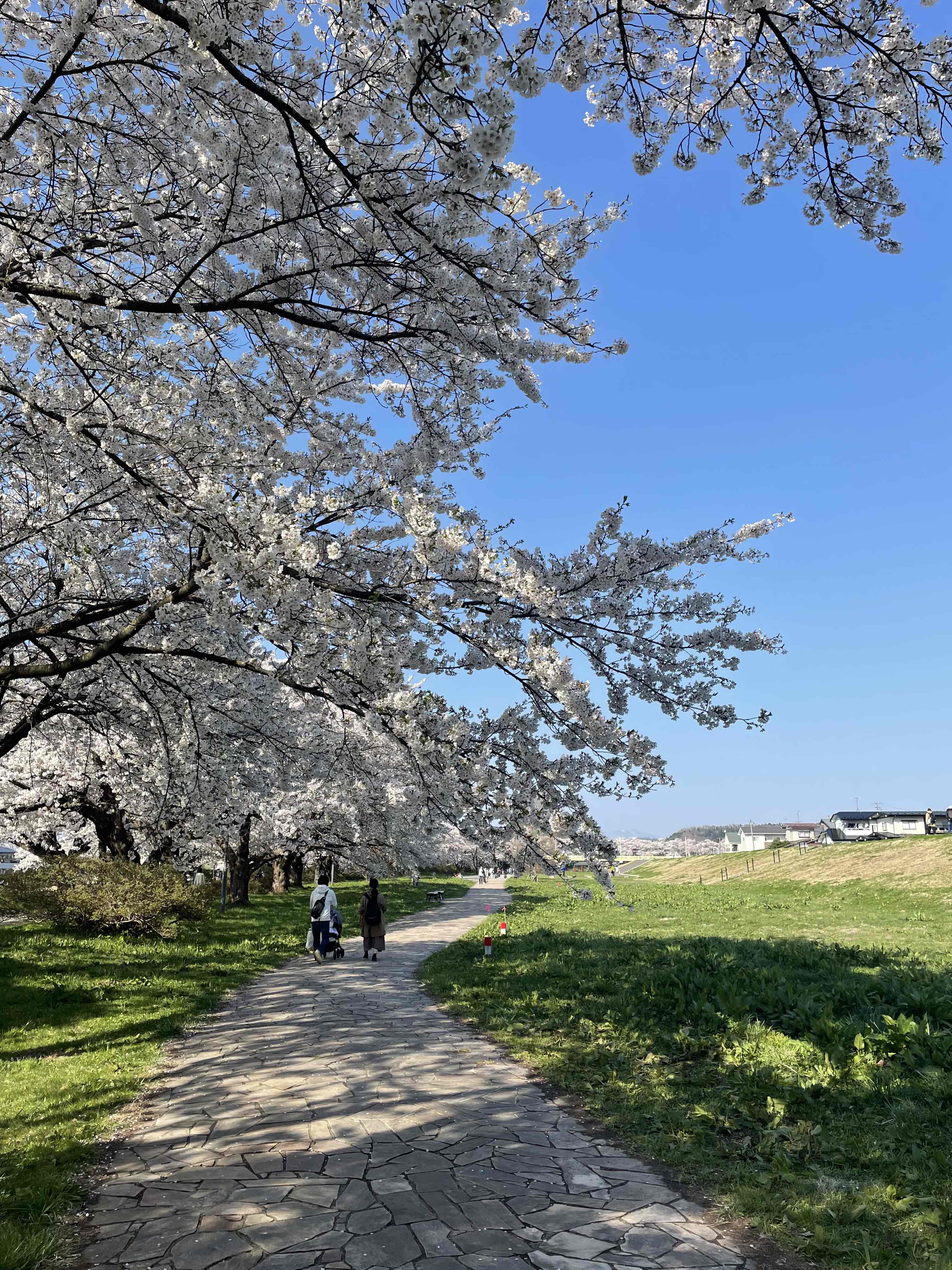 さくら　サクラ　桜　