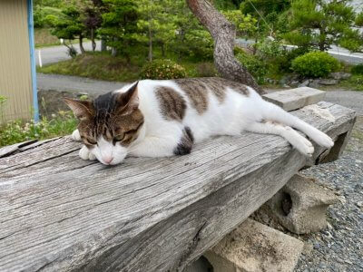 夏バテ注意！