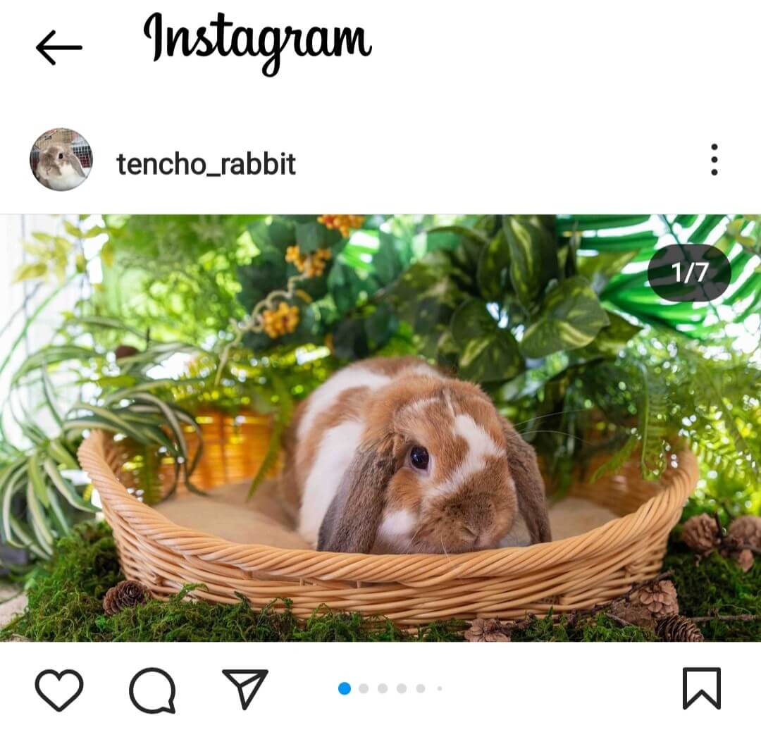 Instagramデビュー🐇