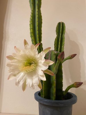 花が咲きました🌵