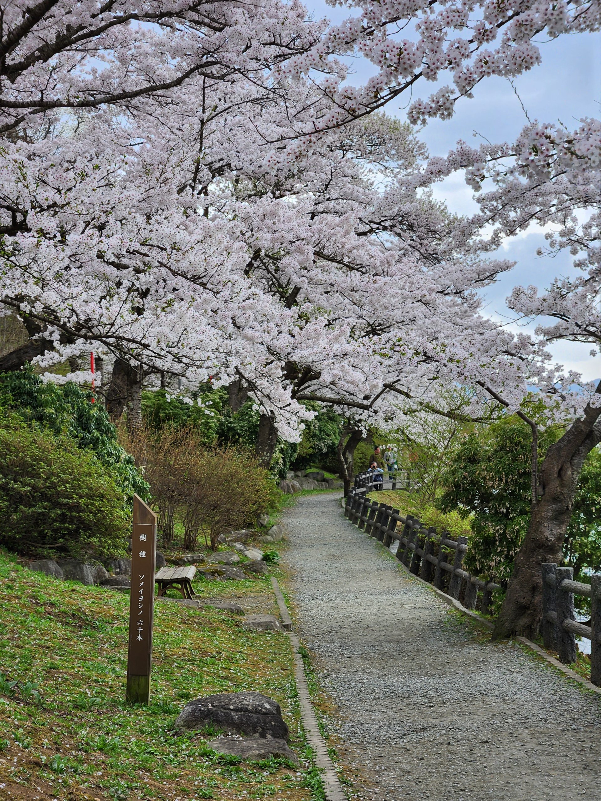 高松の池～桜祭り～