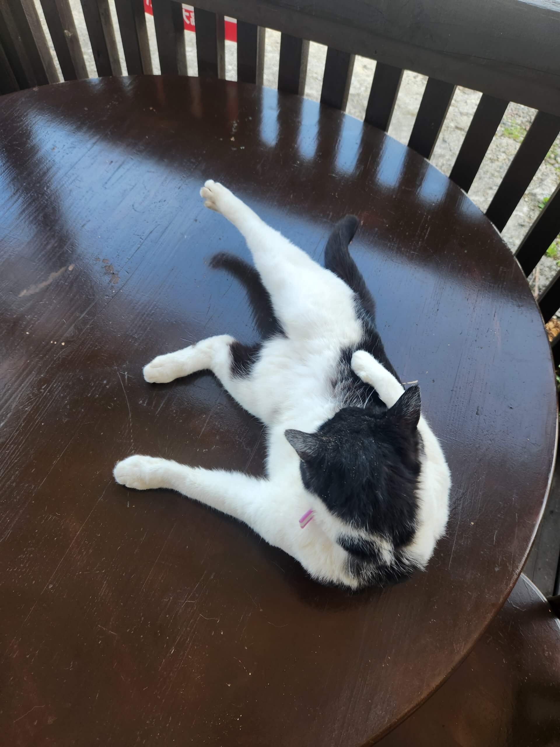雫石と猫🐈
