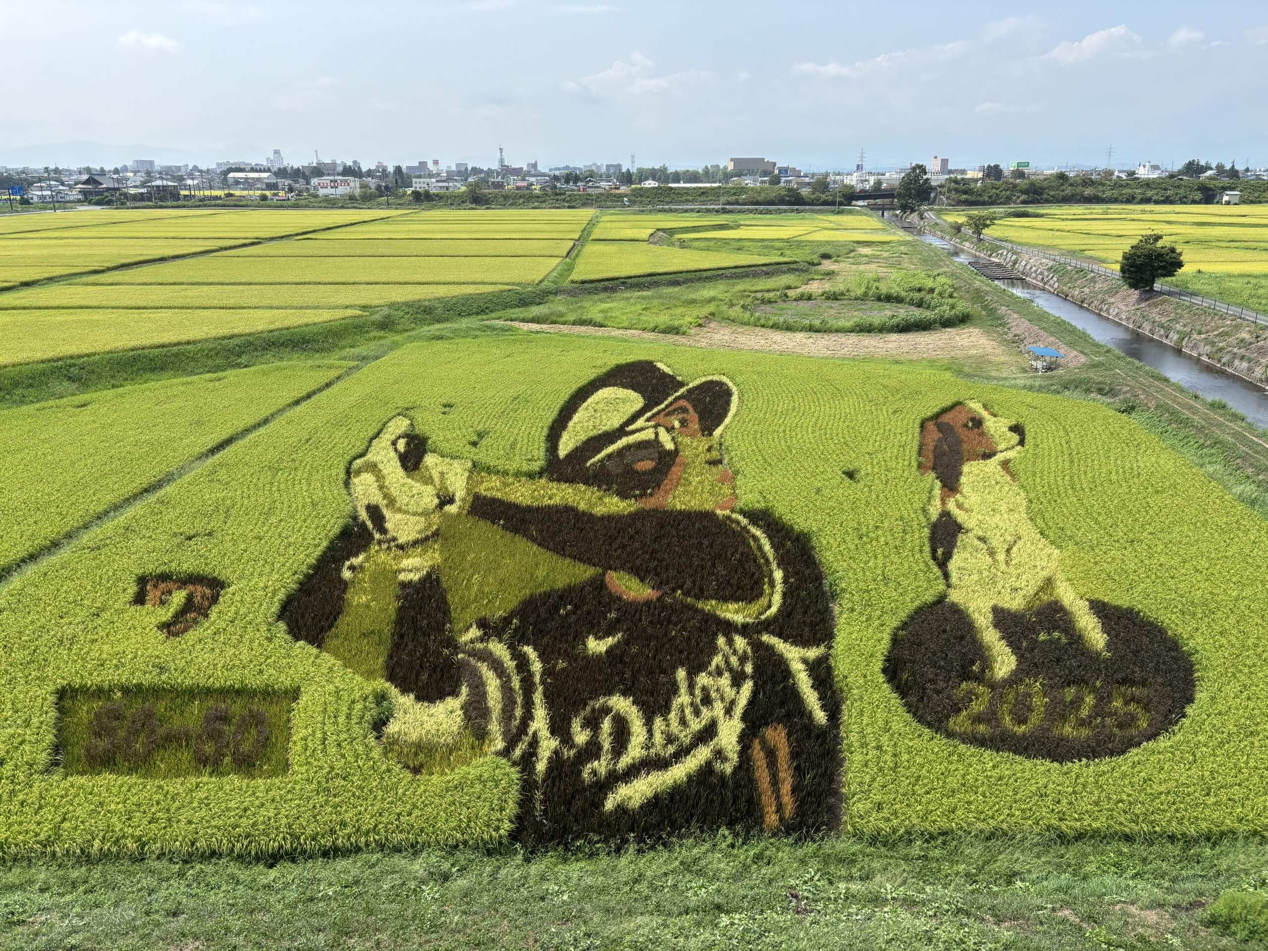田んぼアート🌾